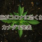 大麻がコロナに効くかも。カナダで発表。