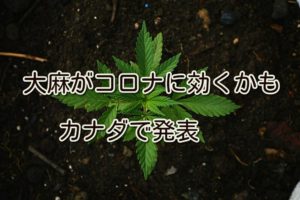 大麻がコロナに効くかも。カナダで発表。