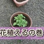 お花を植えてみました。ちゃんと育つかなー。。。