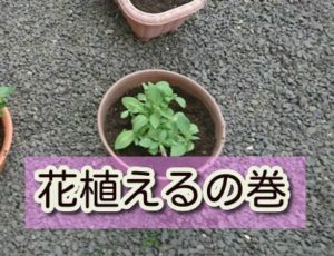 お花を植えてみました。ちゃんと育つかなー。。。