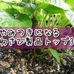 やみつき必至!わさび製品トップ3を大発表。