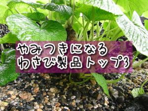 やみつき必至!わさび製品トップ3を大発表。