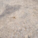 アスファルトから何か突き出てる！！………と思って近づいてみたら、