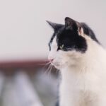 『コロナワクチン接種一週間後に倦怠感が出るケースもあると聞いて』真夜中の独り言 #82