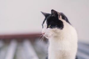 『コロナワクチン接種一週間後に倦怠感が出るケースもあると聞いて』真夜中の独り言 #82
